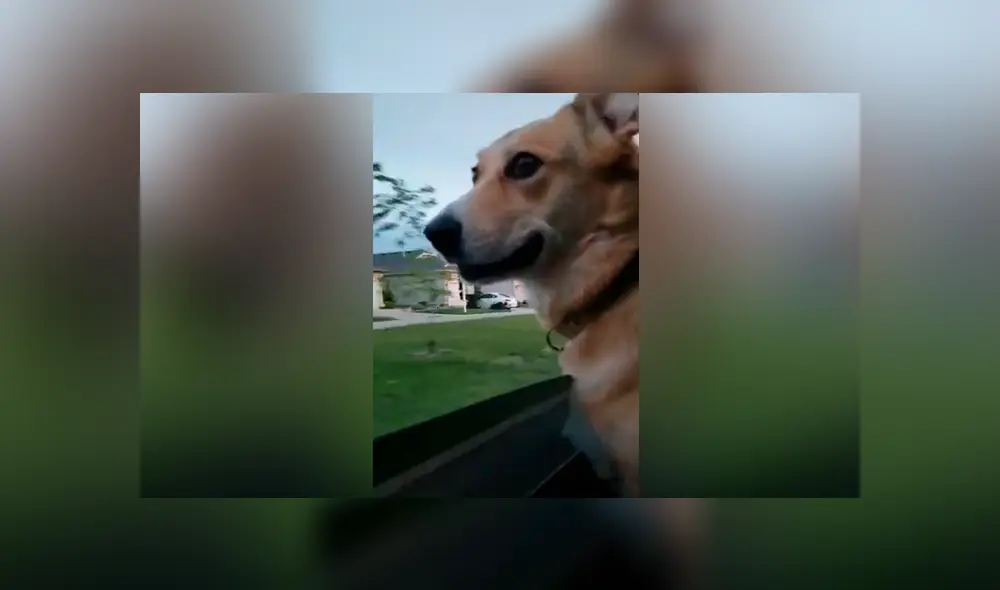 Desliza las imágenes hacia la izquierda para apreciar la emotiva reacción de un perro al perder su juguete favorito. Desliza las imágenes hacia la izquierda para apreciar la emotiva reacción de un perro al perder su juguete favorito.