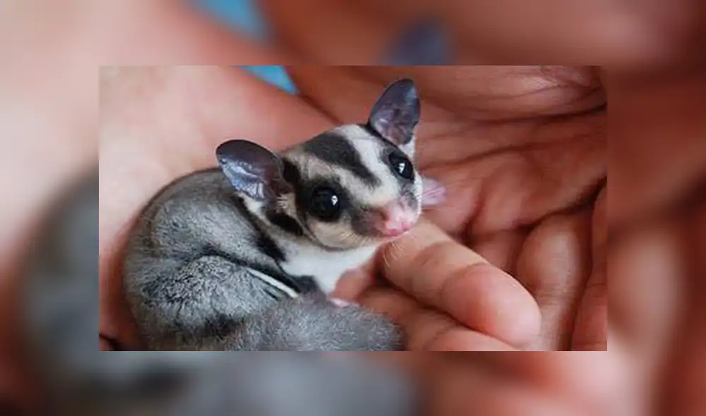 En Facebook, la joven encontró al pequeño animal en la calle con pocas probabilidades de sobrevivir y solo pesaba 4 gramos.