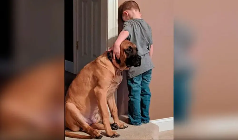 Perro acompaña a niño durante su castigo y conmueve a las redes Perro acompaña a niño durante su castigo y conmueve a las redes