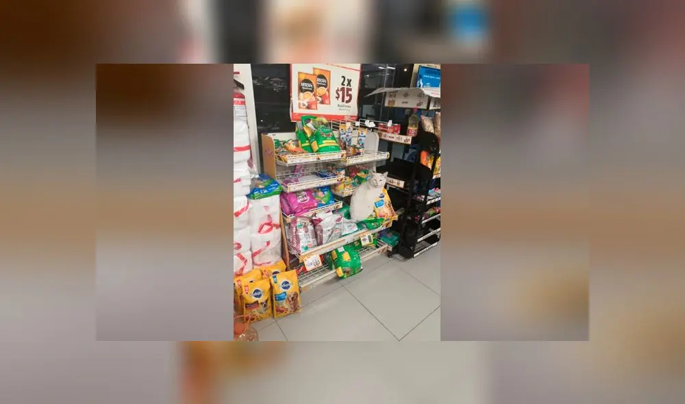 Desliza las imágenes para conoce un poco de más de 'Conejo', el pequeño gato que se robó el corazón de miles. Foto: Tania Sants/Facebook Desliza las imágenes para conoce un poco de más de 'Conejo', el pequeño gato que se robó el corazón de miles. Foto: Tania Sants/Facebook