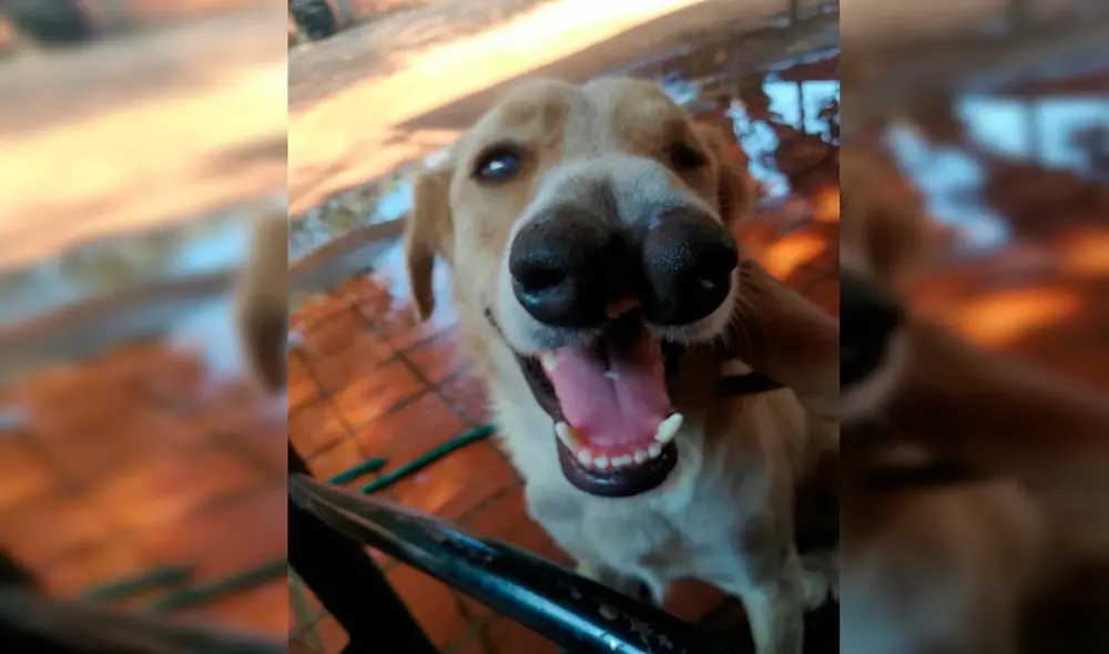 Desliza las imágenes para conocer al tierno Joaquín, el perrito que insta a apoyar la adopción. Foto: Facebook