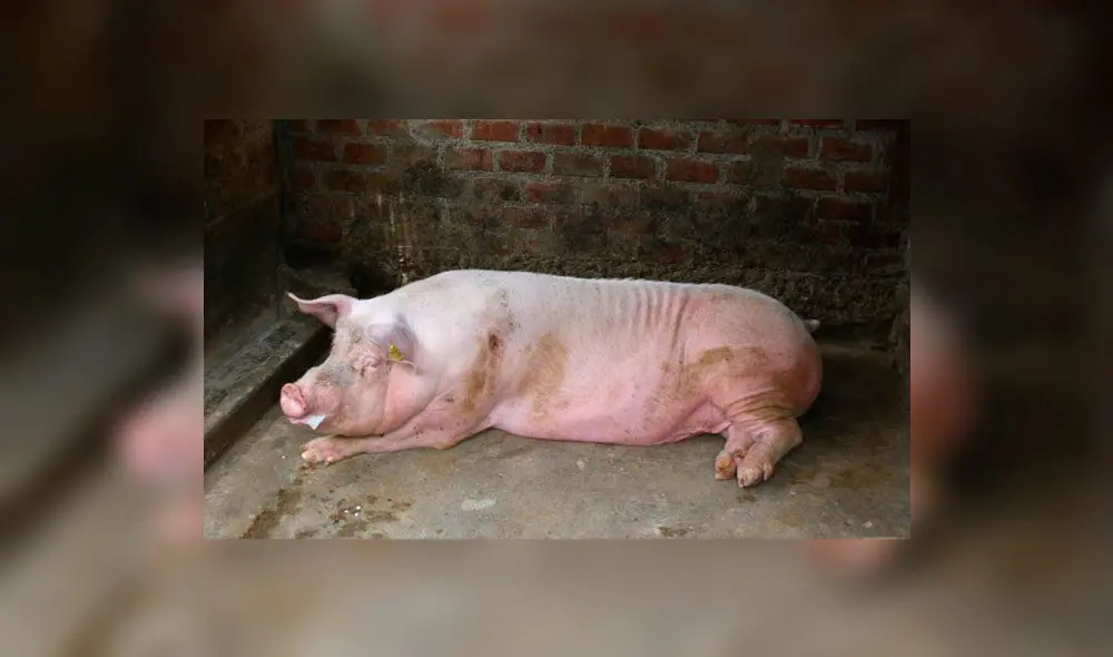 México: Cerdo se defiende, muerde y mata a su dueño en estado de ebriedad