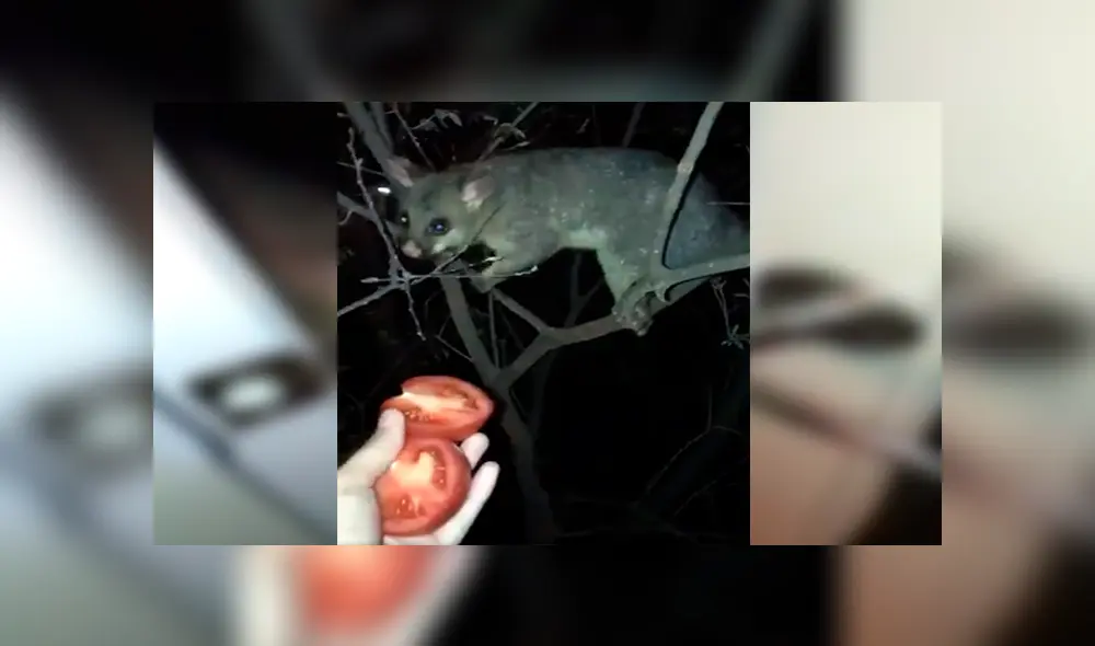 En YouTube, el pequeño animal hace unos ruidos para llamar la atención de la joven y obtener un poco de comida.