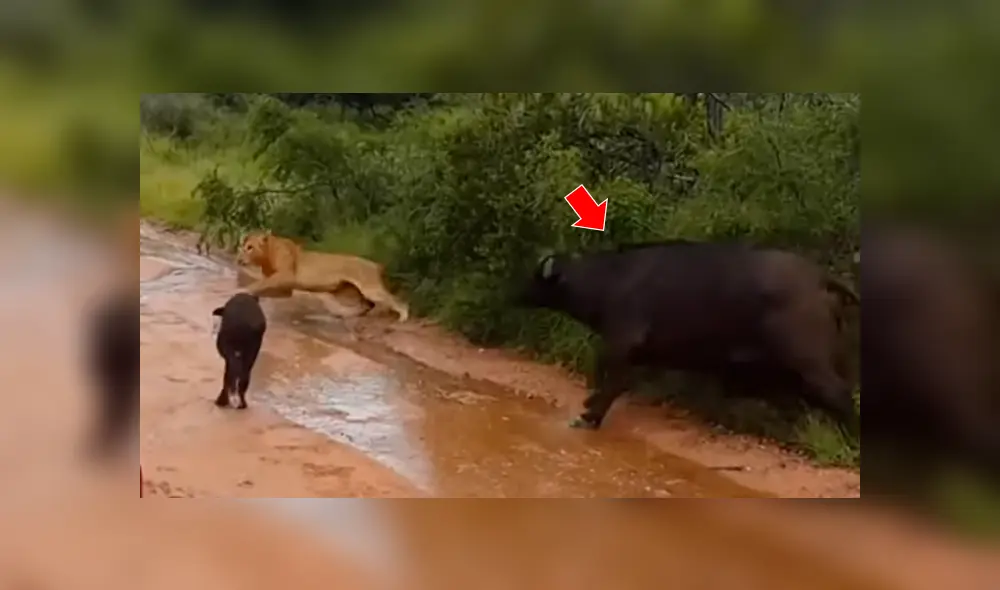Búfalo bebé es rescatado por su madre luego de que un feroz león intentara devorarlo [VIDEO] 
