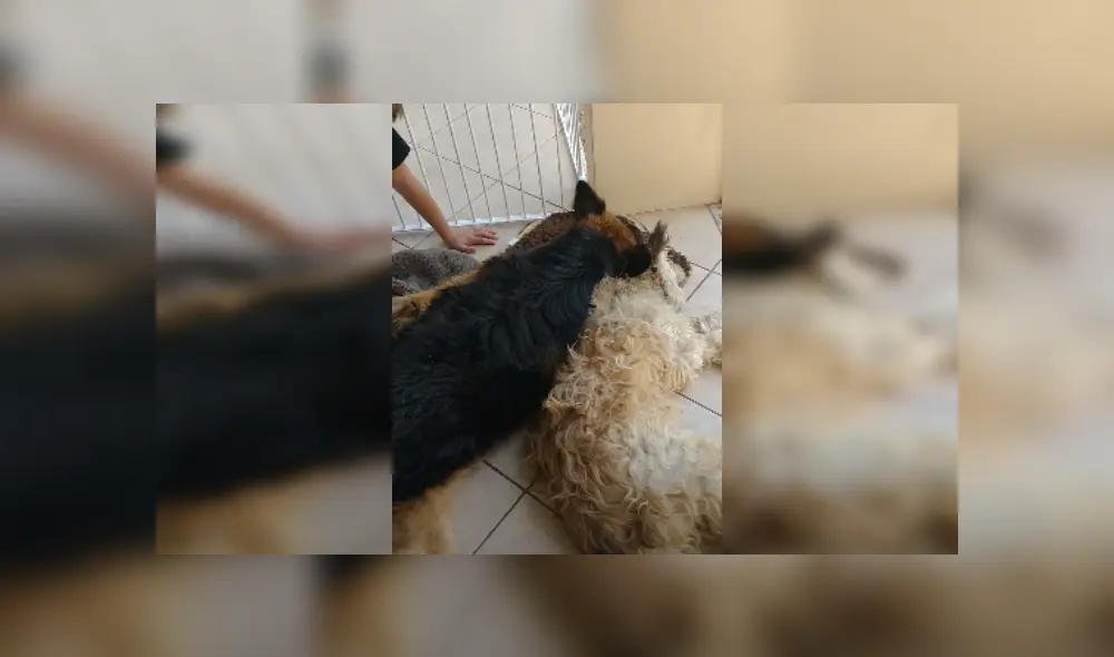 Desliza las imágenes para ver más detalles de esta dramática escena que se hizo viral en YouTube. (Foto: captura) Desliza las imágenes para ver más detalles de esta dramática escena que se hizo viral en YouTube. (Foto: captura)