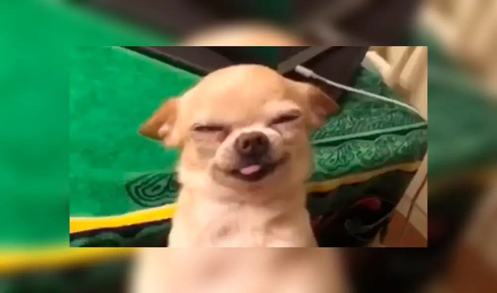 En Facebook, una pareja mencionó amorosas frases a su mascota y este les agradeció con una curiosa sonrisa. En Facebook, una pareja mencionó amorosas frases a su mascota y este les agradeció con una curiosa sonrisa.