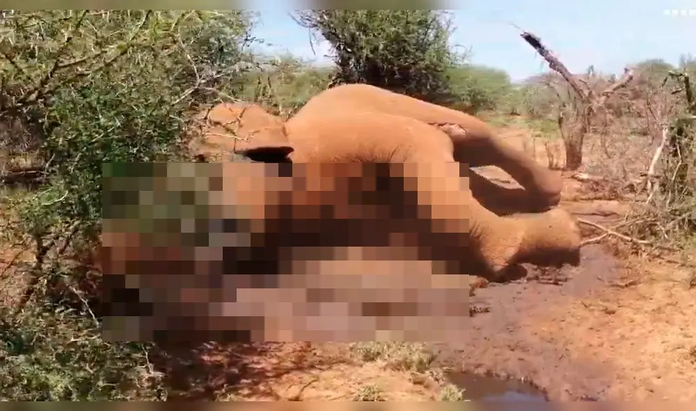 Park Shin Hye rompe en llanto al contar su experiencia sobre la caza ilegal de elefantes [VIDEO]