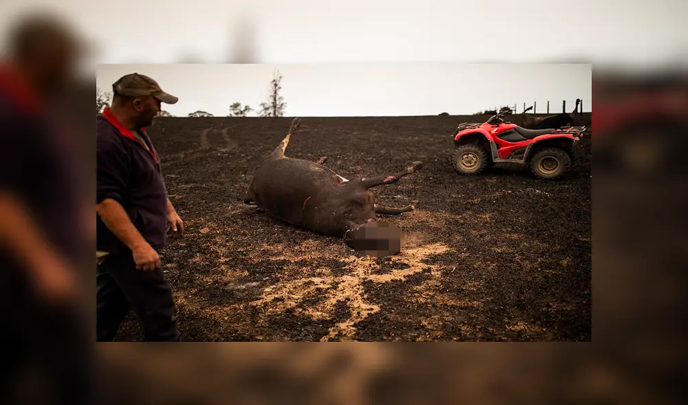 Granjero sacrifica a 20 vacas heridas durante incendio forestal [VIDEO]