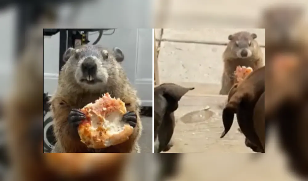 Desliza a la izquierda para ver más fotos de las marmota saboreando un trozo de pizza. (Foto: captura)