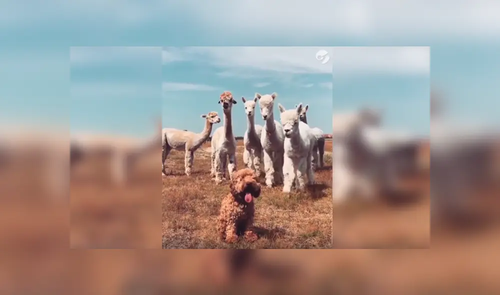 En Facebook, unas alpacas intentaron acercarse a un perro y al conocer su identidad tuvieron una curiosa reacción. En Facebook, unas alpacas intentaron acercarse a un perro y al conocer su identidad tuvieron una curiosa reacción.