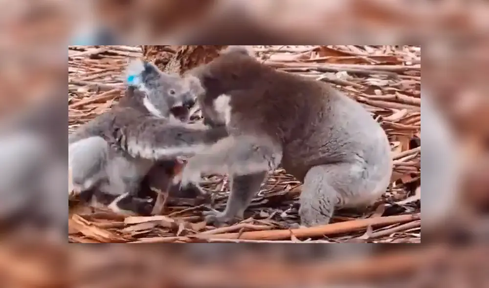 La guía turística que filmó el momento, quedó sorprendida al ver al macho intentando copular cuando no era la temporada de apareamiento. Foto: captura La guía turística que filmó el momento, quedó sorprendida al ver al macho intentando copular cuando no era la temporada de apareamiento. Foto: captura