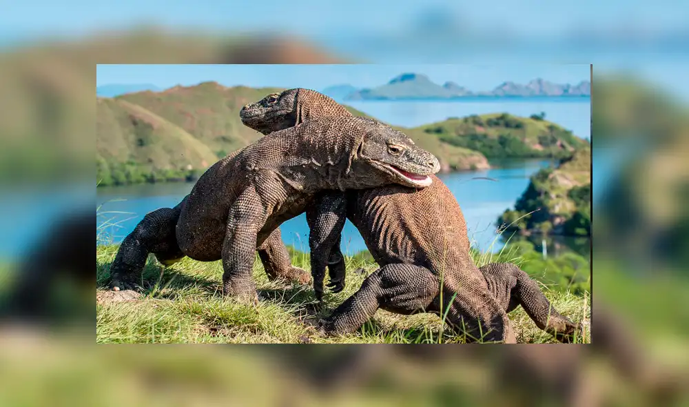Dragón de Komodo: científicos revisan su ADN y descubren importante secreto evolutivo de la historia