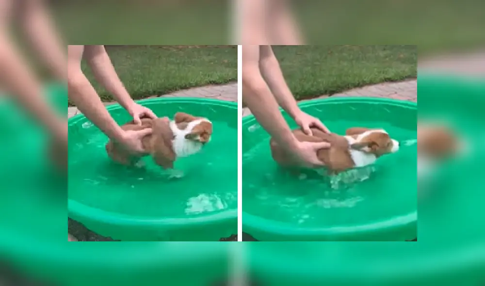 Desliza hacia la izquierda para ver más imágenes de esta tierna escena que se ha robado el corazón de miles en YouTube.