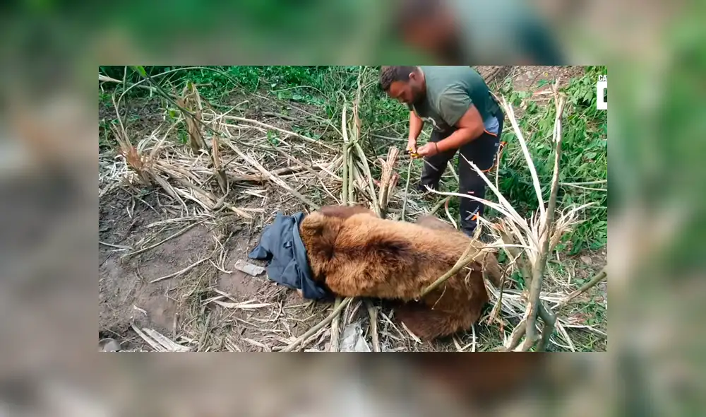 Desliza la imagen compartida para verlas todas. Foto: ARCTUROS/CaterClips/YouTube Desliza la imagen compartida para verlas todas. Foto: ARCTUROS/CaterClips/YouTube