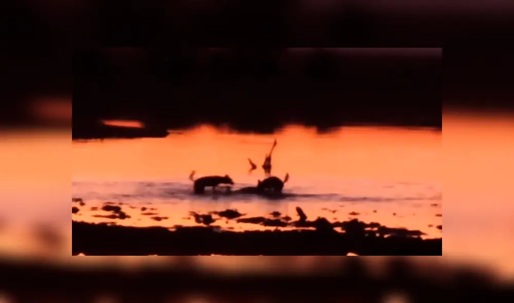 Brutal 'asesinato' de perros salvajes a indefensa impala.