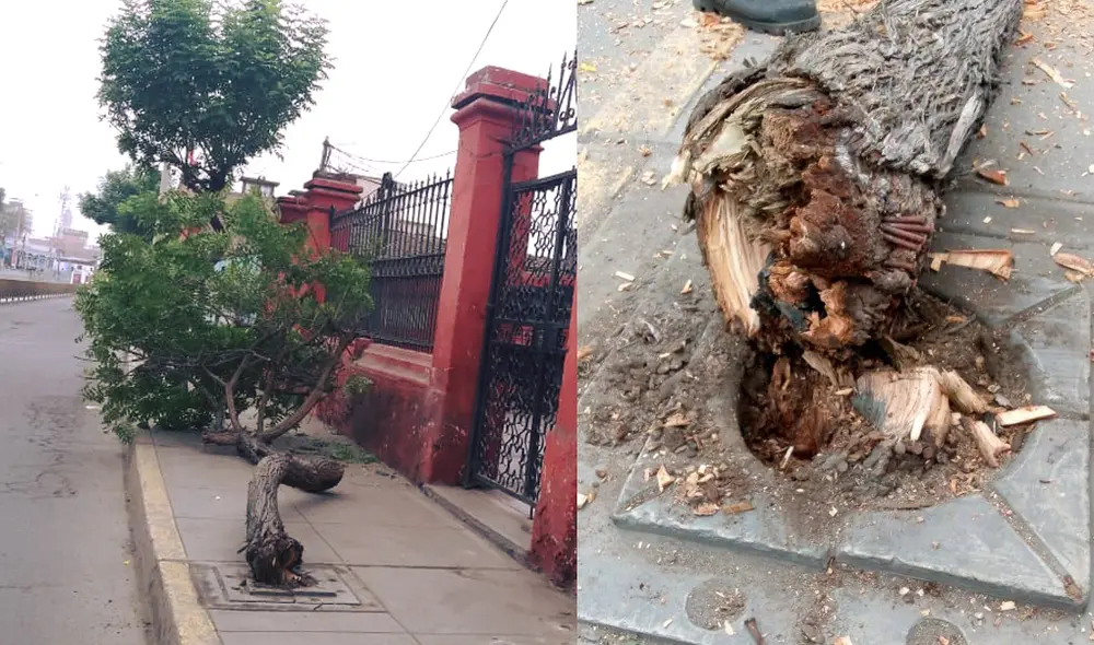 Foto: Municipalidad de Barranco.