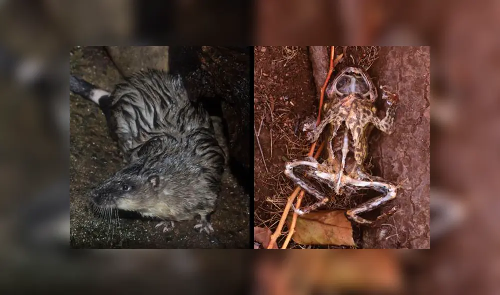 La rata acuática evita morir por intoxicación diseccionando el vientre del sapo e ingeririendo solo su corazón e hígado. | Foto: Getty Images La rata acuática evita morir por intoxicación diseccionando el vientre del sapo e ingeririendo solo su corazón e hígado. | Foto: Getty Images