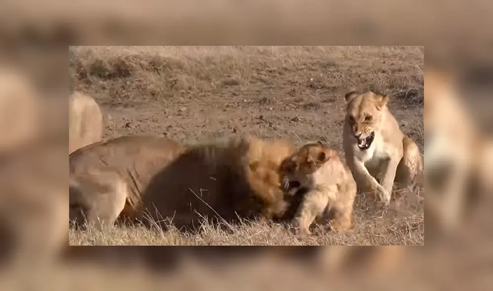 YouTube viral: León ‘macho alfa’ destruye columna de aprendiz que intentó quitarse su presa [VIDEO] 