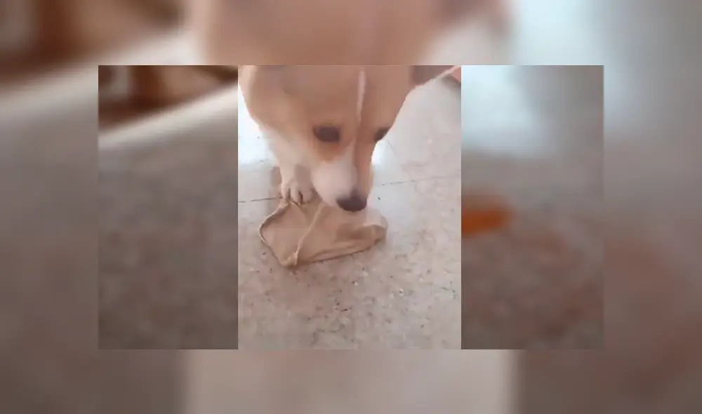 Facebook viral: perro limpia su orine con trapito, luego de que su dueño le regañara duramente [VIDEO]