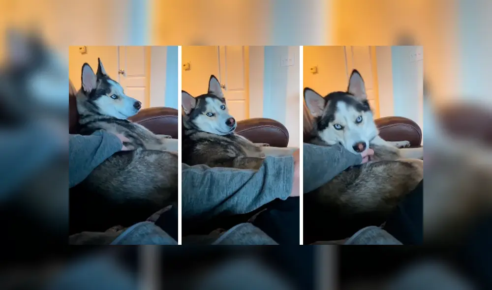 Desliza las imágenes hacia la izquierda para observar el furioso comportamiento de un perro contra su dueño.