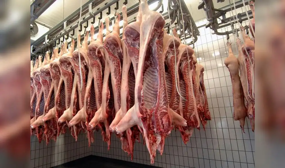 La ractopamina es un promotor de crecimiento, que mejora la tasa de conversión del alimento en carne en la fase final del engorde.