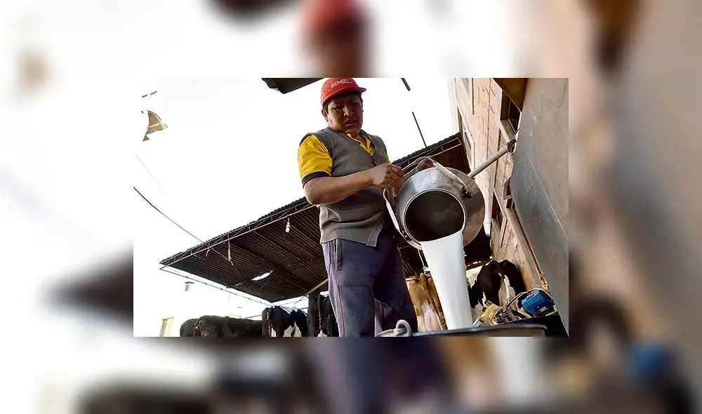 Ganaderos del sur proponen que se deje de consumir leche enlatada Ganaderos del sur proponen que se deje de consumir leche enlatada