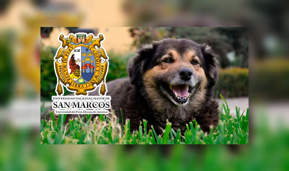 Facebook viral: ‘Perrovaca’ retornó a San Marcos con la condición de bajar de peso para mejorar [VIDEO]