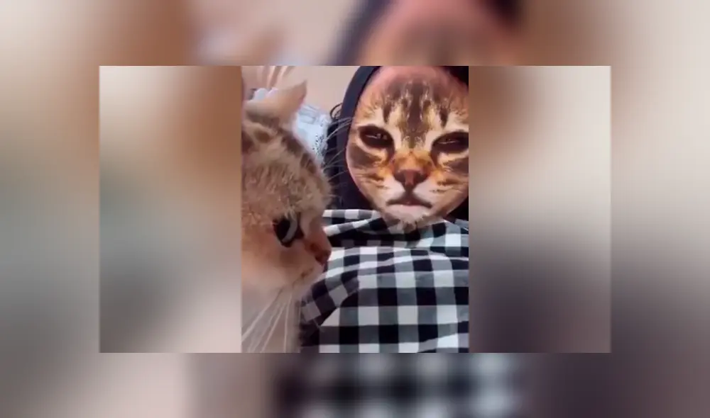 Desliza hacia la izquierda para ver la reacción que tuvo el felino al ver el filtro del gato que se ha vuelto viral en Facebook. Desliza hacia la izquierda para ver la reacción que tuvo el felino al ver el filtro del gato que se ha vuelto viral en Facebook.