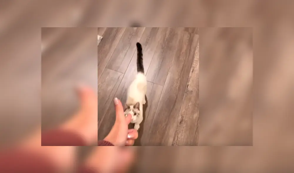 En Facebook, un travieso gato simuló estar muerto mientras jugaba con su cuidadora a dispararse.