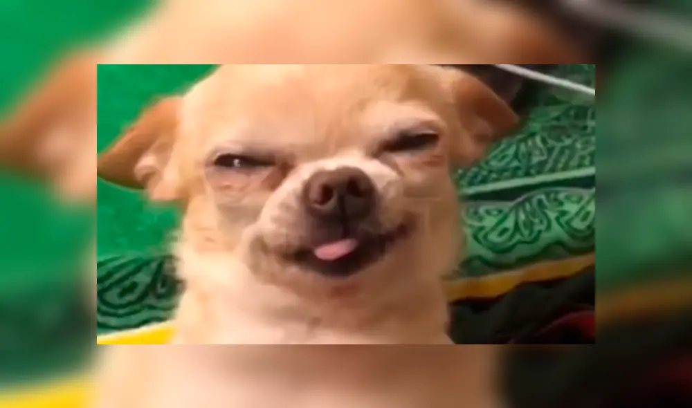 En Facebook, una pareja mencionó amorosas frases a su mascota y este les agradeció con una curiosa sonrisa. En Facebook, una pareja mencionó amorosas frases a su mascota y este les agradeció con una curiosa sonrisa.