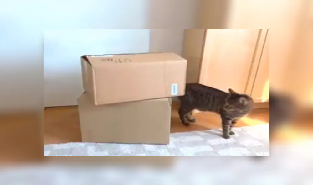 En Facebook, un joven utilizó cartón para fabricar una casa especial para su adorado gato y obtuvo un buen resultado. En Facebook, un joven utilizó cartón para fabricar una casa especial para su adorado gato y obtuvo un buen resultado.