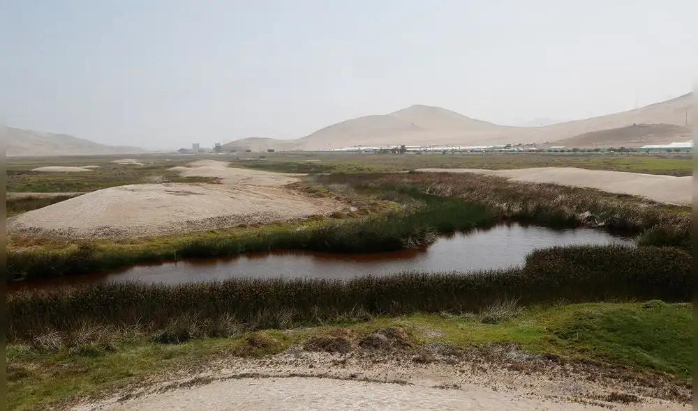 Los humedales de Puerto Viejo, cada vez con menos áreas verdes [FOTOS]