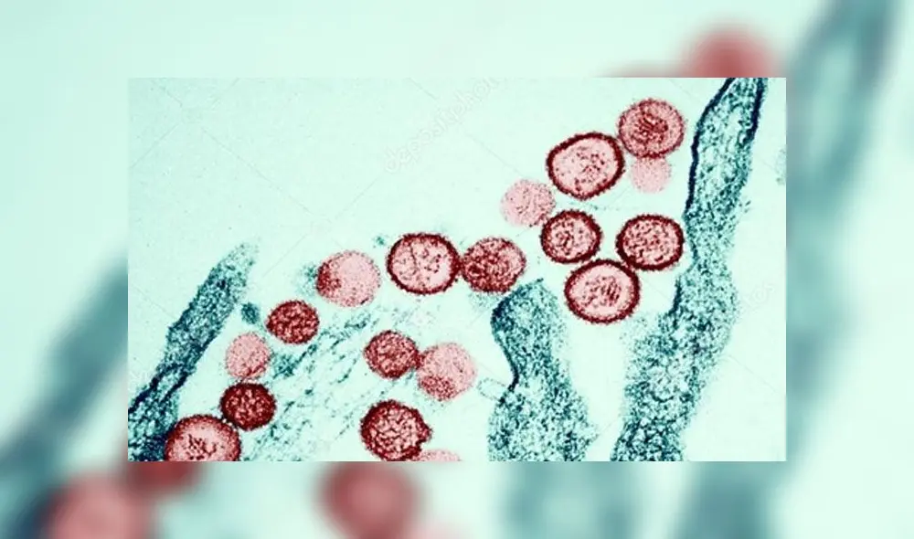 Partículas de hantavirus vistas por un microscopio.