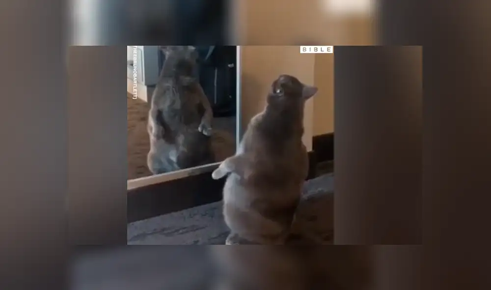 Facebook viral: gato con sobrepeso se ve por primera vez al espejo y tiene divertida reacción Facebook viral: gato con sobrepeso se ve por primera vez al espejo y tiene divertida reacción