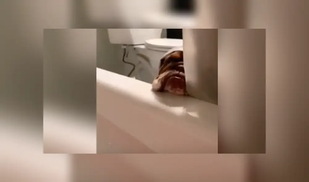 Desliza a la izquierda para conocer más sobre este nuevo video viral de Facebook. Foto: Captura. Desliza a la izquierda para conocer más sobre este nuevo video viral de Facebook. Foto: Captura.