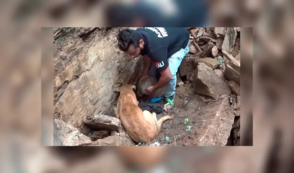 Madre de los cachorros hizo lo imposible para sacar a sus críos que habían quedado enterrados en un profundo hoyo.