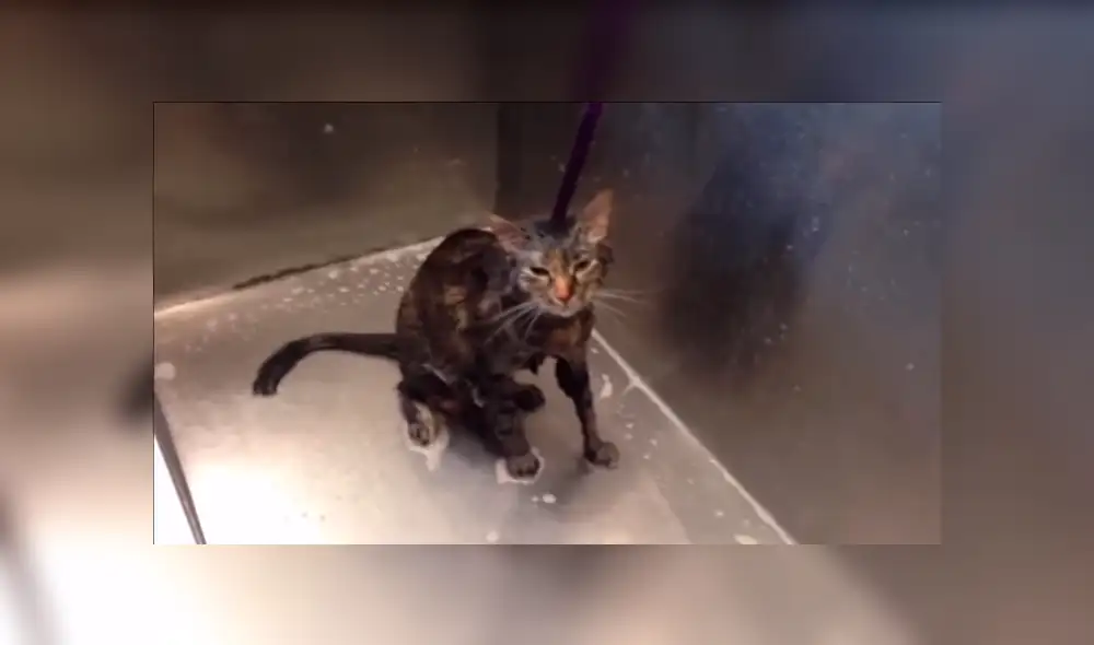 YouTube viral: Gato pide a su dueña que no lo bañe más [VIDEO] 