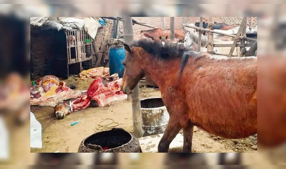 Hallaron burros y caballos.