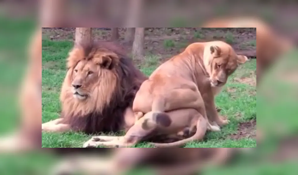 En YouTube, una leona se acercó a su pareja para llamar su atención, pero fue rechazada de la peor manera. En YouTube, una leona se acercó a su pareja para llamar su atención, pero fue rechazada de la peor manera.