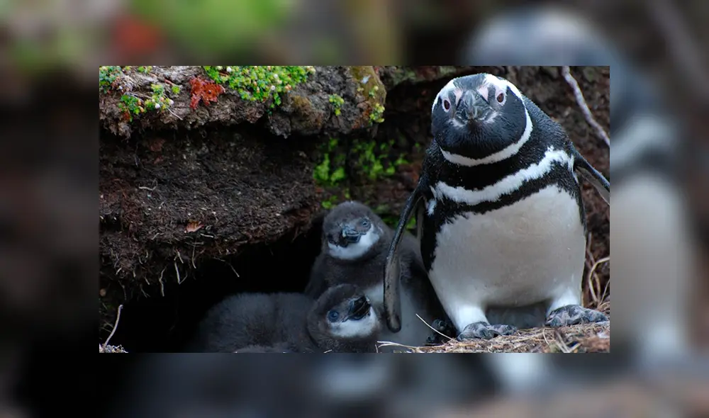 pinguinos de magallanes