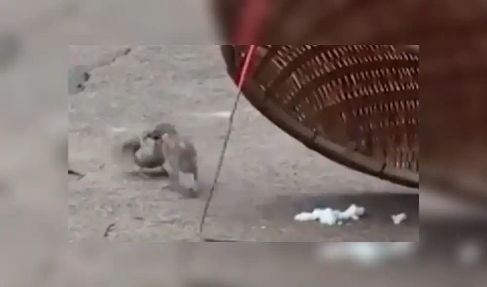 El pajarito se acercó para recoger la comida con su pico y darle de comer a la hembra. Foto: captura