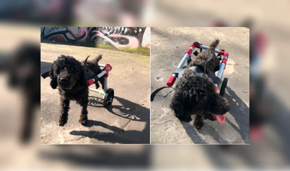 Los perritos lucen recuperados y pueden caminar. Foto: Twitter. Los perritos lucen recuperados y pueden caminar. Foto: Twitter.