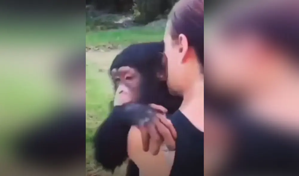 Desliza las imágenes para conocer más detalles de este conmovedor reencuentro entre el primate y su dueña: Foto: captura de TikTok Desliza las imágenes para conocer más detalles de este conmovedor reencuentro entre el primate y su dueña: Foto: captura de TikTok