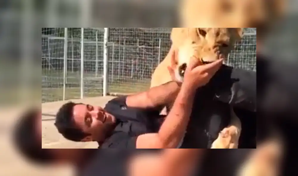 Facebook viral: visitante de zoológico arroja piedra a leona y ella reacciona así [VIDEO]