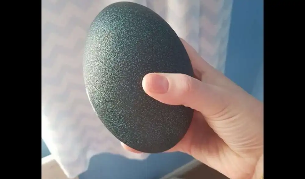 YouTube y el increíble hallazgo dentro de un exótico huevo comprado por Internet YouTube y el increíble hallazgo dentro de un exótico huevo comprado por Internet