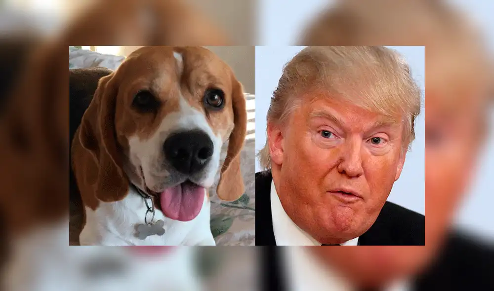 En Twitter, sorpresa por el parecido entre la oreja de un perro y el rostro de Donald Trump [FOTO]