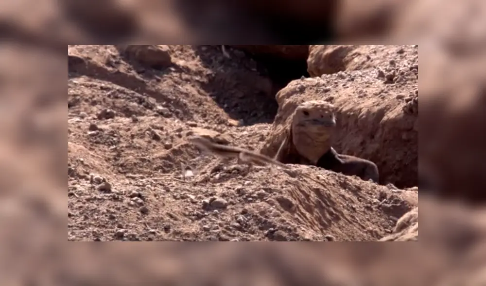 Una voraz águila atacó brutalmente a criatura en desierto. Una voraz águila atacó brutalmente a criatura en desierto.