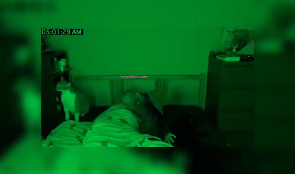 YouTube viral: mujer descubre lo que hacían sus gatos tras instalar una cámara escondida [VIDEO]