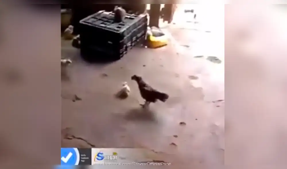 Facebook viral: gallo bravucón recibe fuerte 'golpiza' de estos pollitos [VIDEO]