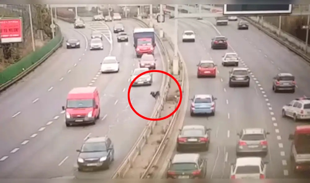 YouTube: cabra evade la muerte y causa múltiple choque en carretera [VIDEO]